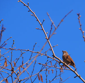 Low angle view of bird perching on tree against clear blue sky