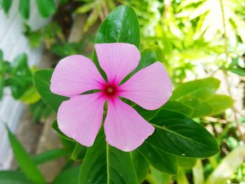 Close-up of pink flower blooming outdoors