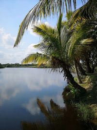 Palm trees against sky