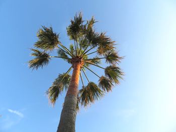 Low angle view of coconut palm tree against clear blue sky