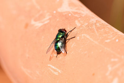 Close-up of insect on man