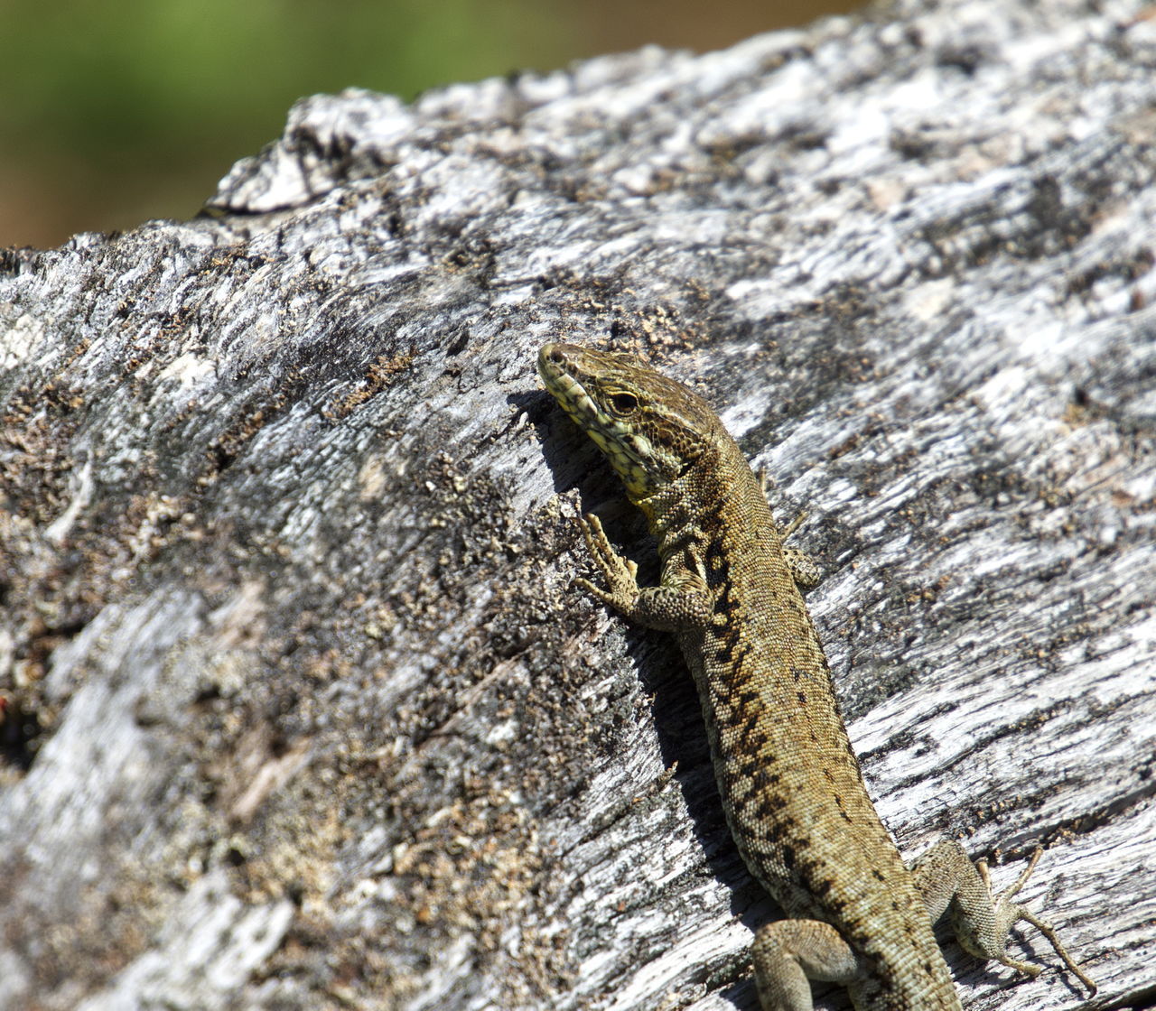 CLOSE-UP OF LIZARD