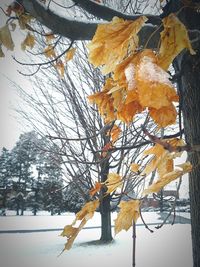 Snow covered trees