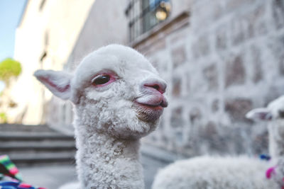 Funny baby llama on a windy day. south american camelid., arequipa, peru. selective focus