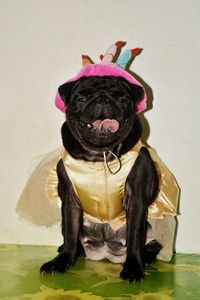 Close-up of a dog