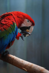 Red and blue macaw at the zoo