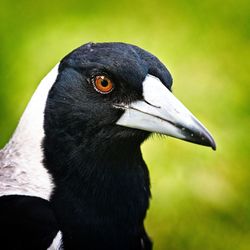 Close-up of a bird looking away