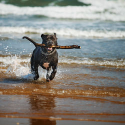 Dog running with stick on beach