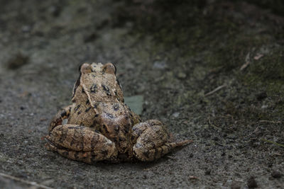 Close-up of frog