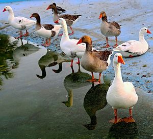 Birds in lake