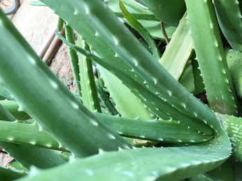 Close-up of plant