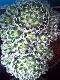 Full frame shot of succulent plants