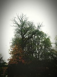 Low angle view of bare trees against clear sky