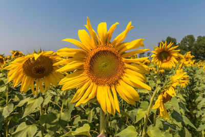 Close-up of sunflower