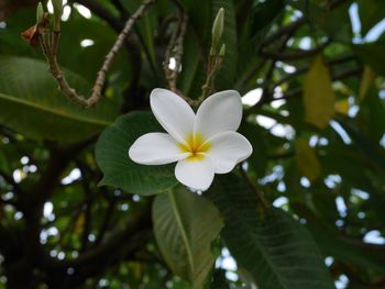 Close-up of white flowering plant against tree
