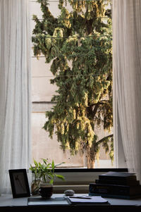 Potted plant on table at home