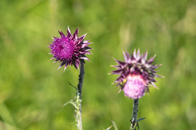 Close-up of thistle blooming outdoors