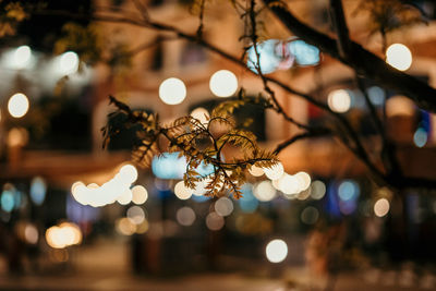 Close-up of tree in illuminated city at night