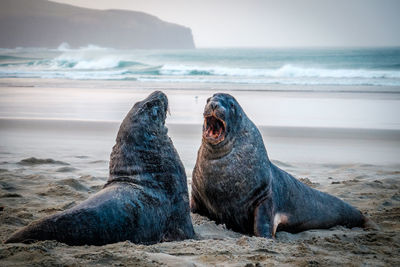 Sea lions on the beach, south of dunedin, new zealand
