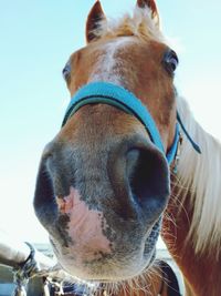 Close-up of a horse