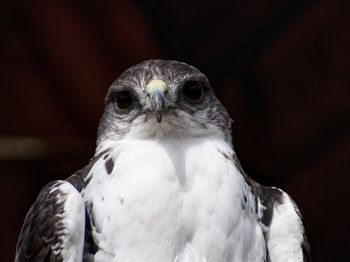 Close-up of a bird