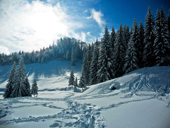 Trees on snow covered landscape