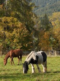 Horses grazing in a field