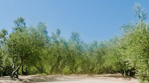 Road amidst trees against clear blue sky