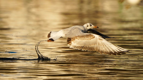 Seagull flying over lake