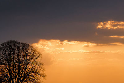 Low angle view of silhouette tree against sky during sunset