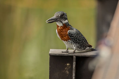 Close-up of bird perching on wooden post