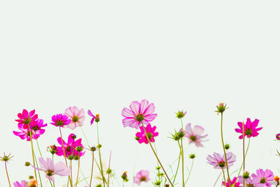 Close-up of pink flowering plant against white background