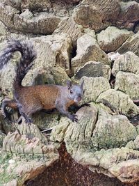 Close-up of squirrel on rock