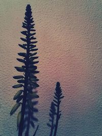 Close-up of plant against wall