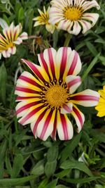 High angle view of flowering plants