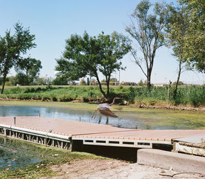 View of bird on bench in park