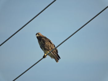 Low angle view of bird perching on cable against sky