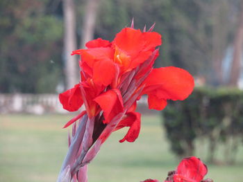 Close-up of red rose flower