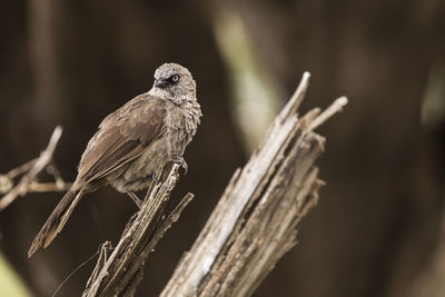 Close-up of bird perching on branch