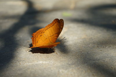 Close-up of autumn leaf on street