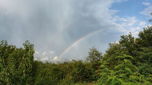 Panoramic view of rainbow over trees against sky