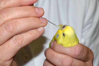 Treatment of a parakeet by a veterinarian