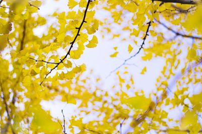 Low angle view of tree against sky