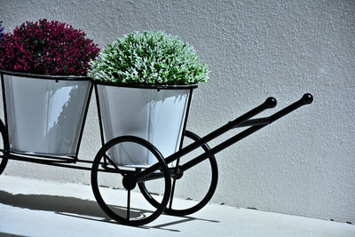 Close-up of potted plant