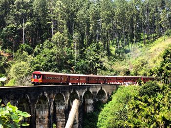 Train passing through forest