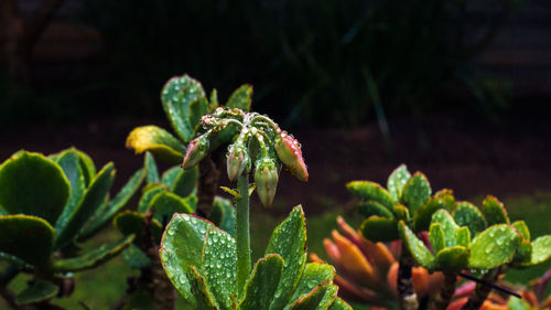 Close-up of plant