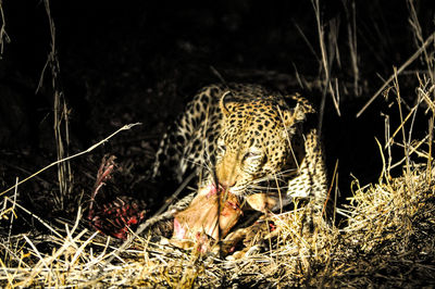 Leopard eating prey in shadow at kruger national park