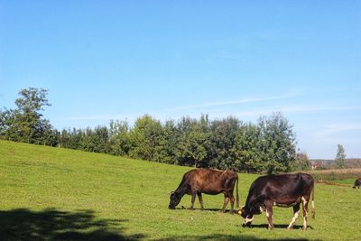 Horses grazing in field