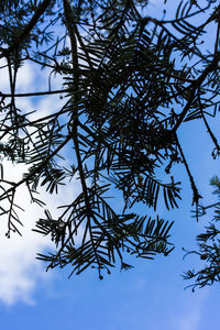 Low angle view of tree branch against blue sky