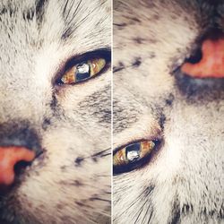 Close-up of cat